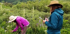 REU scholar working on native pollinators in Colorado.