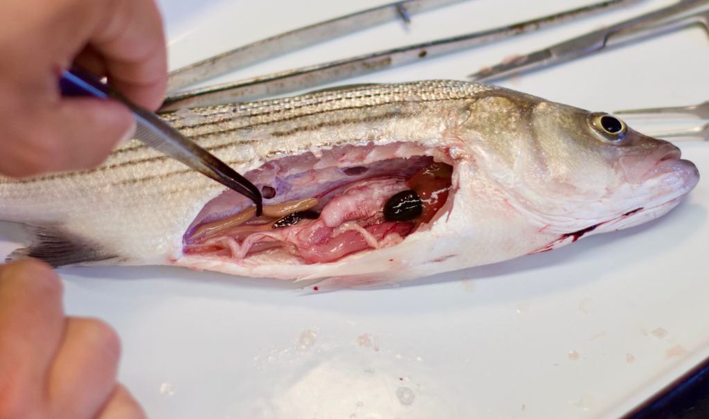 Conducting a dissection of a hybrid striped bass with Ben Reading.