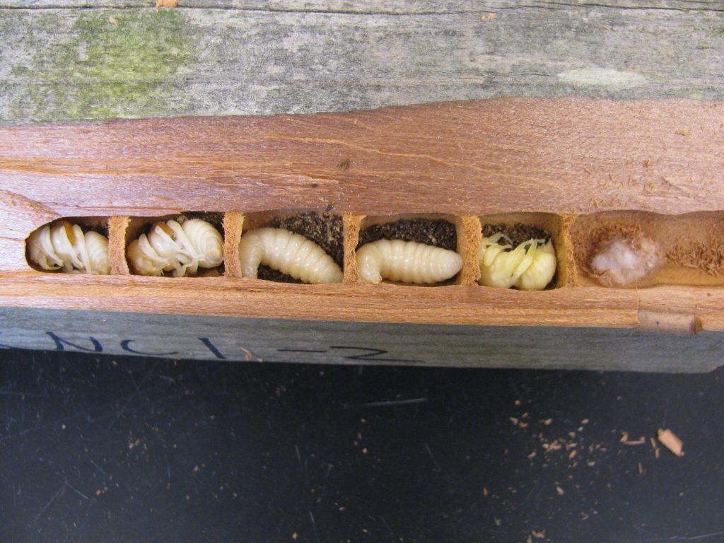 Bee larvae from the bee bench.